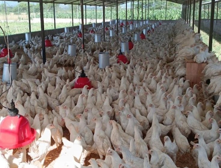 Farm About