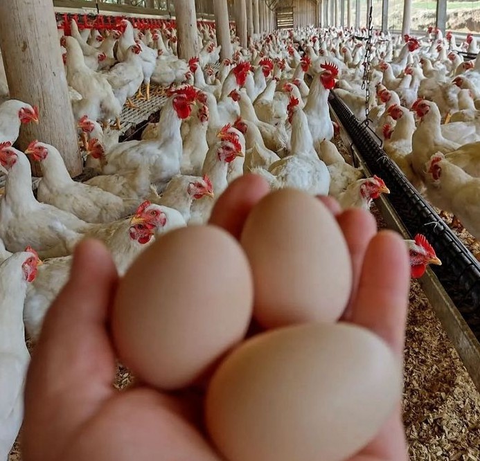 About Peluola Farms
